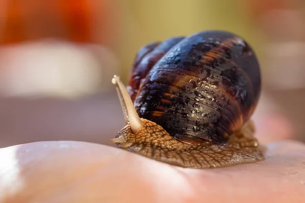 A large snail on a human hand. Pet, cosmetology and useful properties. A snail from the Helicidae family. Air-breathing gastropods.