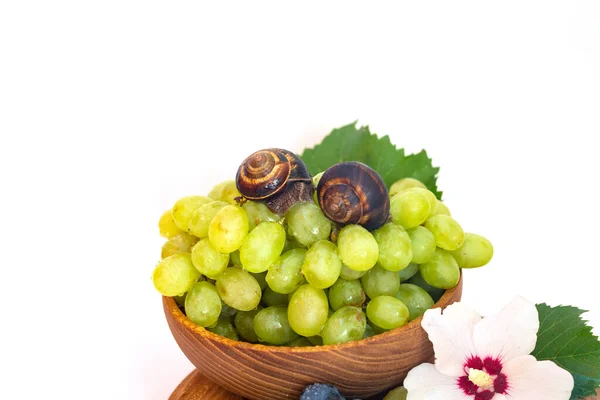 Snail Bunch Grapes Hibiscus Color Wooden Board — Stock Photo, Image