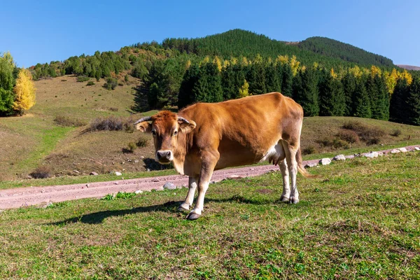 Vaca Pastoreia Nas Montanhas Bela Natureza Outono Quirguistão Exploração — Fotografia de Stock