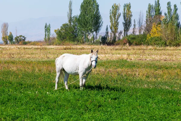 Cavallo Bianco Brucia Nel Prato Fattoria Estiva — Foto Stock