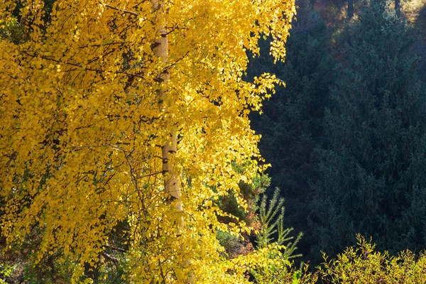 Podzimní Krajina Krásné Břízy Procházka Břízovém Lese Přírodní Pozadí — Stock fotografie