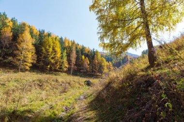 Sonbahar manzarası. Güzel huş ağaçları. Huş ağacında yürü. Doğal arkaplan.