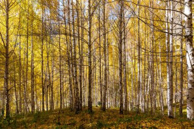 Sonbahar manzarası. Güzel huş ağaçları. Huş ağacında yürü. Doğal arkaplan.