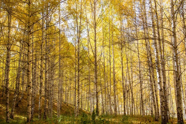 Autumn Landscape Beautiful Birch Trees Walk Birch Forest Natural Background — Stock Photo, Image