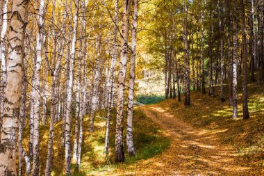 Sonbahar manzarası. Güzel huş ağaçları. Huş ağacında yürü. Doğal arkaplan.