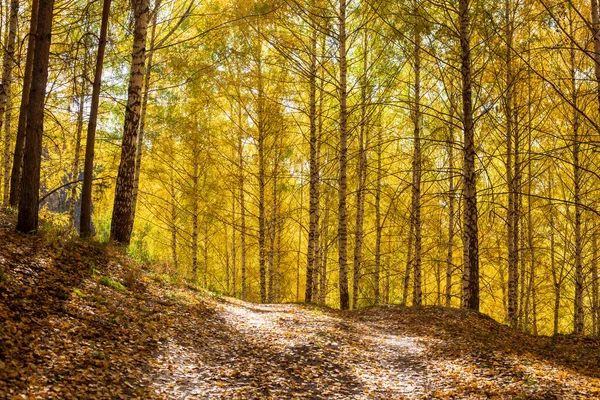 Paesaggio Autunno Belle Betulle Passeggiata Nella Foresta Betulle Sfondo Naturale — Foto Stock