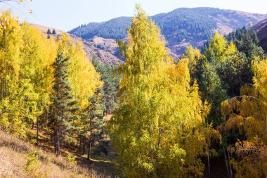Sonbahar manzarası. Güzel huş ağaçları. Huş ağacında yürü. Doğal arkaplan.