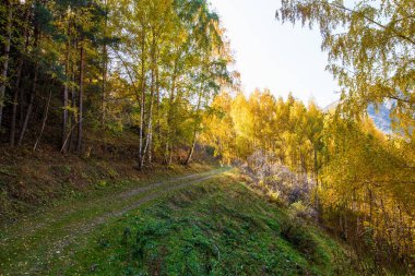 Sonbahar manzarası. Güzel huş ağaçları. Huş ağacında yürü. Doğal arkaplan.
