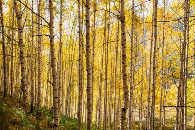 Sonbahar manzarası. Güzel huş ağaçları. Huş ağacında yürü. Doğal arkaplan.