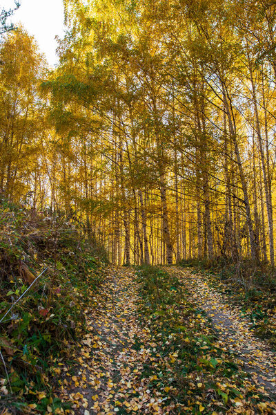 Осенний пейзаж. Красивые березы. Прогулка по березовому лесу. Естественный фон.