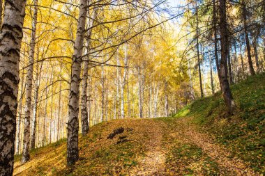 Sonbahar manzarası. Güzel huş ağaçları. Huş ağacında yürü. Doğal arkaplan.
