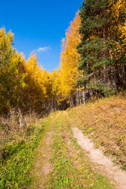 Sonbahar manzarası. Güzel huş ağaçları. Huş ağacında yürü. Doğal arkaplan.
