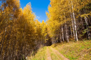 Sonbahar manzarası. Güzel huş ağaçları. Huş ağacında yürü. Doğal arkaplan.