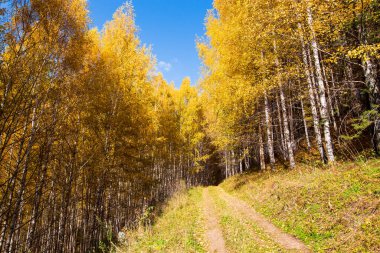 Sonbahar manzarası. Güzel huş ağaçları. Huş ağacında yürü. Doğal arkaplan.