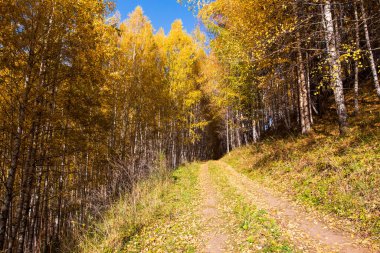 Sonbahar manzarası. Güzel huş ağaçları. Huş ağacında yürü. Doğal arkaplan.