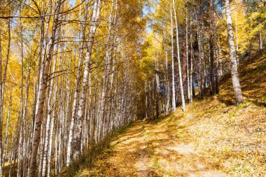 Sonbahar manzarası. Güzel huş ağaçları. Huş ağacında yürü. Doğal arkaplan.
