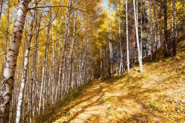 Sonbahar manzarası. Güzel huş ağaçları. Huş ağacında yürü. Doğal arkaplan.