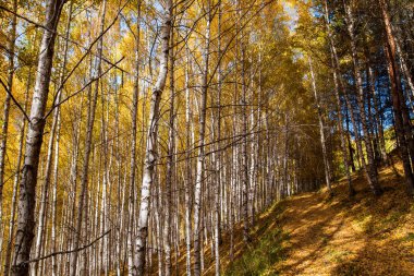 Sonbahar manzarası. Güzel huş ağaçları. Huş ağacında yürü. Doğal arkaplan.