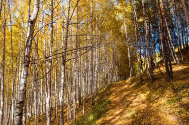 Sonbahar manzarası. Güzel huş ağaçları. Huş ağacında yürü. Doğal arkaplan.