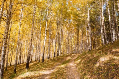 Sonbahar manzarası. Güzel huş ağaçları. Huş ağacında yürü. Doğal arkaplan.