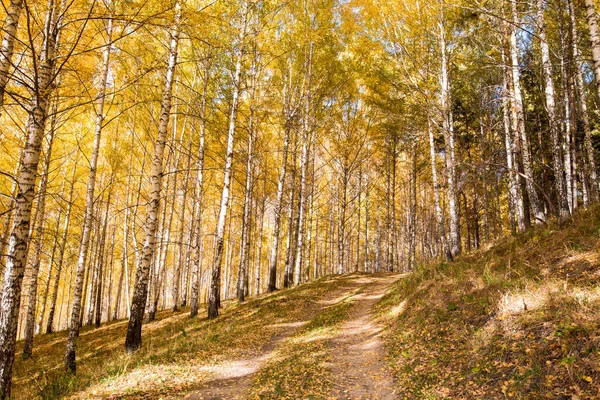 Sonbahar manzarası. Güzel huş ağaçları. Huş ağacında yürü. Doğal arkaplan.