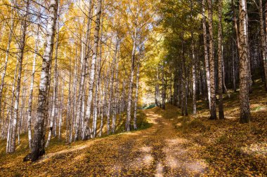 Sonbahar manzarası. Güzel huş ağaçları. Huş ağacında yürü. Doğal arkaplan.