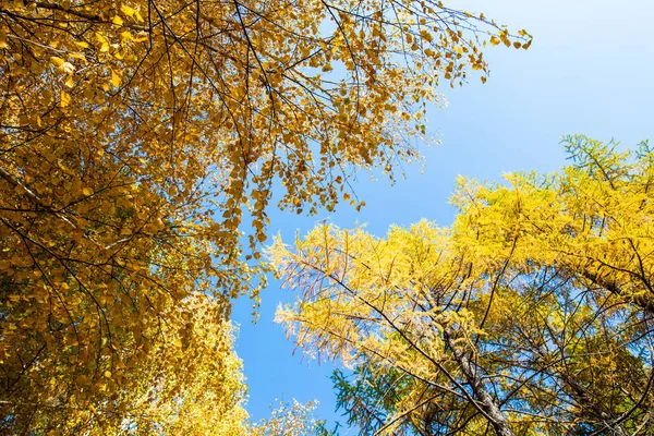 Automne Belles Feuilles Bouleau Jaune Des Branches Mélèzes Sur Fond — Photo