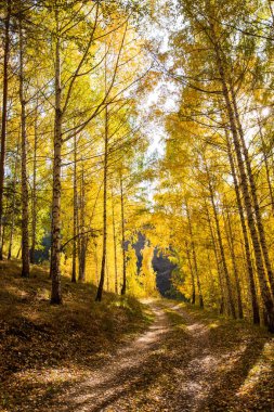 Sonbahar manzarası. Güzel huş ağaçları. Huş ağacında yürü. Doğal arkaplan.