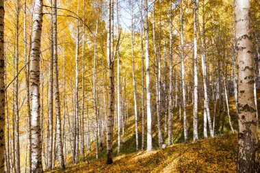 Sonbahar manzarası. Güzel huş ağaçları. Huş ağacında yürü. Doğal arkaplan.