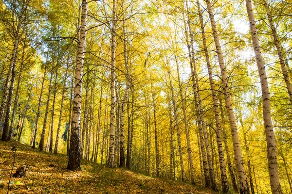 Sonbahar manzarası. Güzel huş ağaçları. Huş ağacında yürü. Doğal arkaplan.