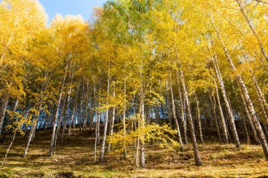 Sonbahar manzarası. Güzel huş ağaçları. Huş ağacında yürü. Doğal arkaplan.