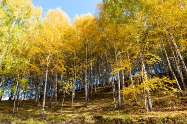 Sonbahar manzarası. Güzel huş ağaçları. Huş ağacında yürü. Doğal arkaplan.
