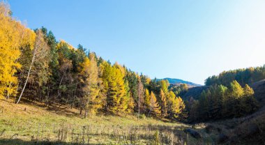 Sonbahar manzarası. Güzel huş ağaçları. Huş ağacında yürü. Doğal arkaplan.