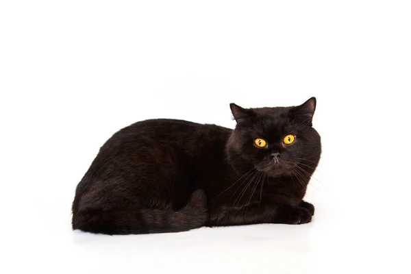 Chat Noir Ludique Sur Fond Blanc Bel Animal De Race Pure Charmant Jeune Stock Photo