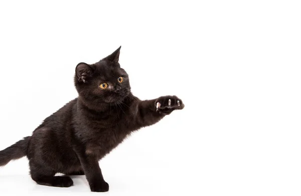 Chat Noir Ludique Sur Fond Blanc Bel Animal De Race Pure Charmant Jeune Stock Photo Chat Noir Ludique Sur Fond Blanc Bel Animal De Race Pure Charmant Jeune Stock Photo