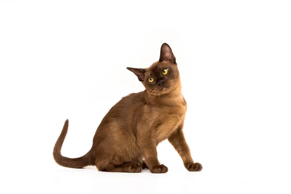 Chaton Au Chocolat A La Maison Jeune Chat Ludique Scottish Straight Court A La Recherche Stock Photo Chaton Au Chocolat A La Maison Jeune Chat Ludique Scottish Straight Court A La Recherche Stock Photo