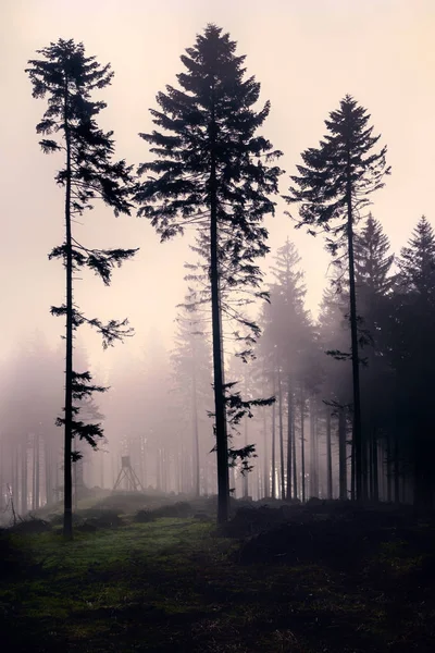 Saisonale Natur Weißes Bild Landschaft Mit Einsamen Einzigartigen Winterbaum Einem — Stockfoto