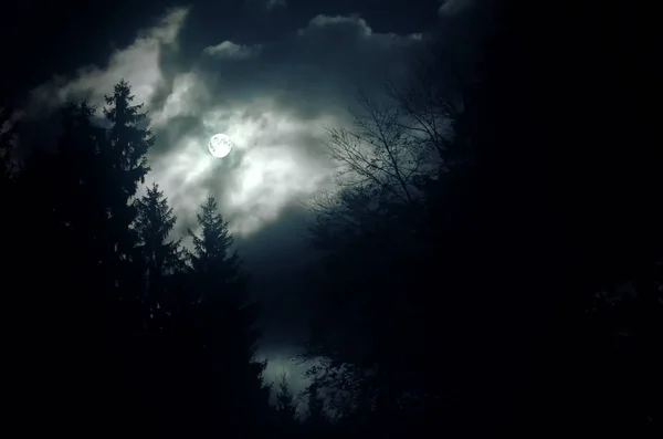 Noční Obloha Scenérie Měsíc Záři Silueta Větev Stromu Vyrovnanost Pozadí — Stock fotografie
