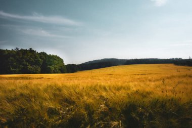 Tarladaki tahılın olgunlaşması 