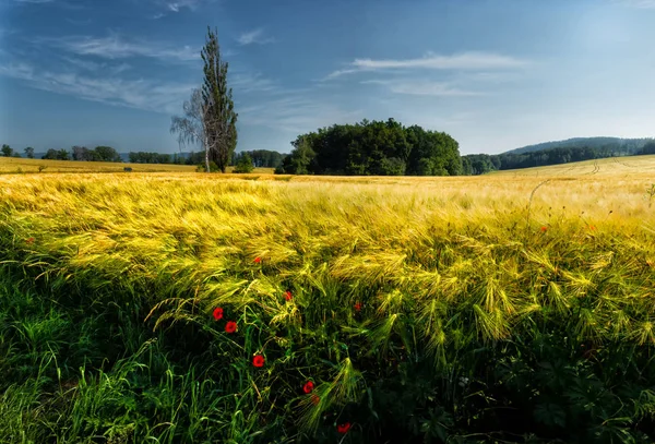 Reifung des Getreides im Feld.. Getreide auf dem Feld. Reifung der Gerste — Stockfoto