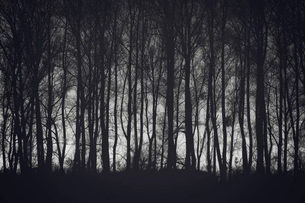 Siluetas de árboles en el paisaje otoñal. . — Foto de Stock