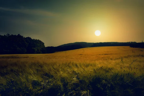 Sonnenuntergang auf Getreidefeld. Landschaft mit Getreidefeldern. — Stockfoto