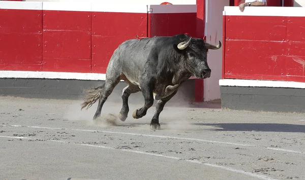 Toro Bravo Plaza Toros — Fotografia de Stock