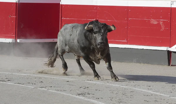 Toro Bravo Plaza Toros — Fotografia de Stock