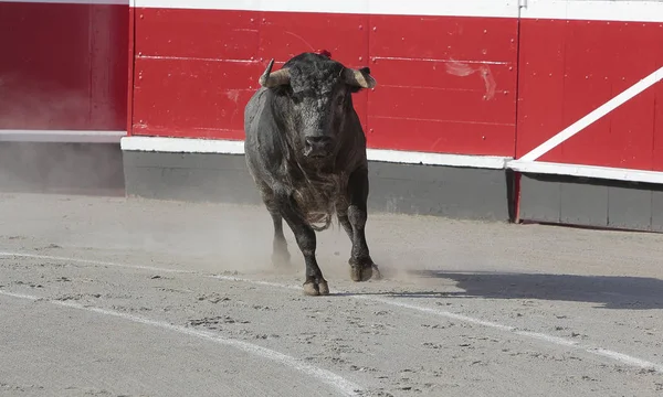 Toro Bravo Plaza Toros — Fotografia de Stock