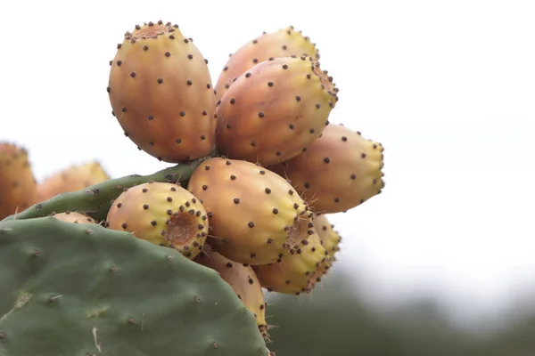 Higos Chumbos Una Quimera — Foto de Stock