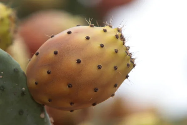 Higos Chumbos Una Quimera — Foto de Stock