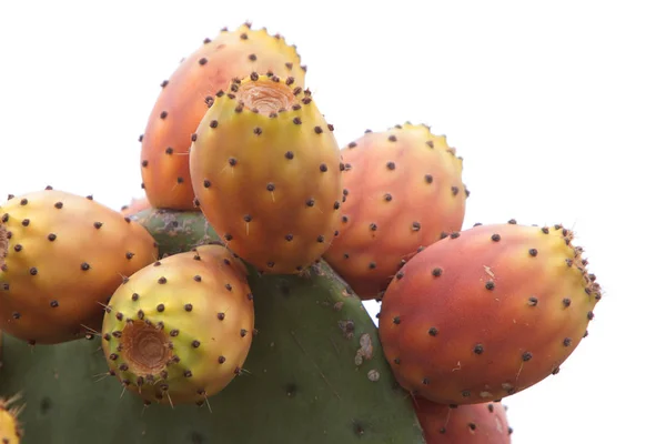 higos chumbos en una chumbera