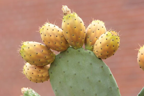 Higos Chumbos Una Quimera — Foto de Stock