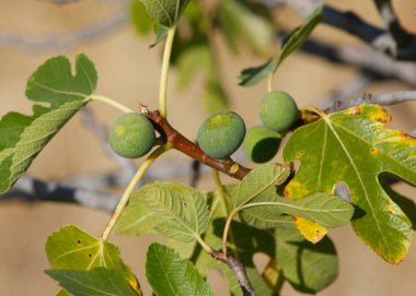 higos on una higuera